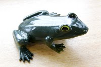 Glass Frog 515882 Image 8
